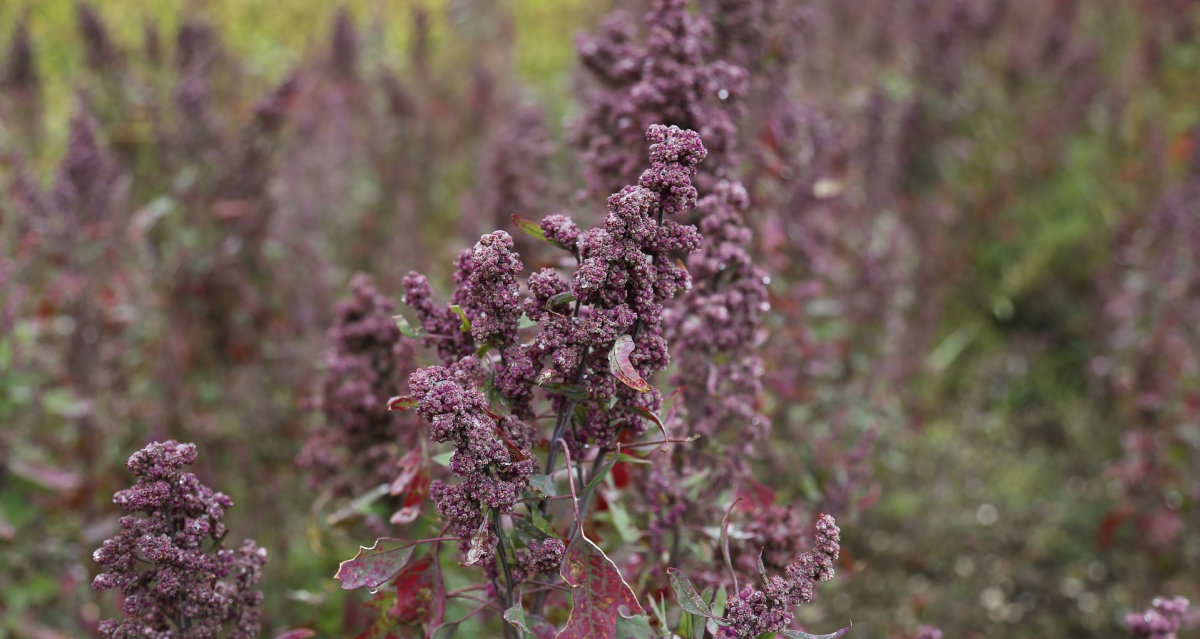 Quinoa rastlina