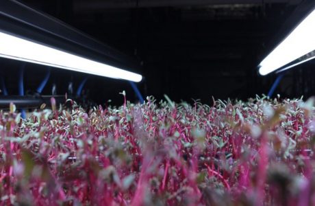 microgreens